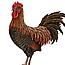 Hen Pecked's Avatar